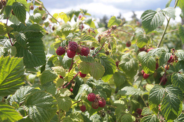 U-pick on Bainbridge | Photo gallery