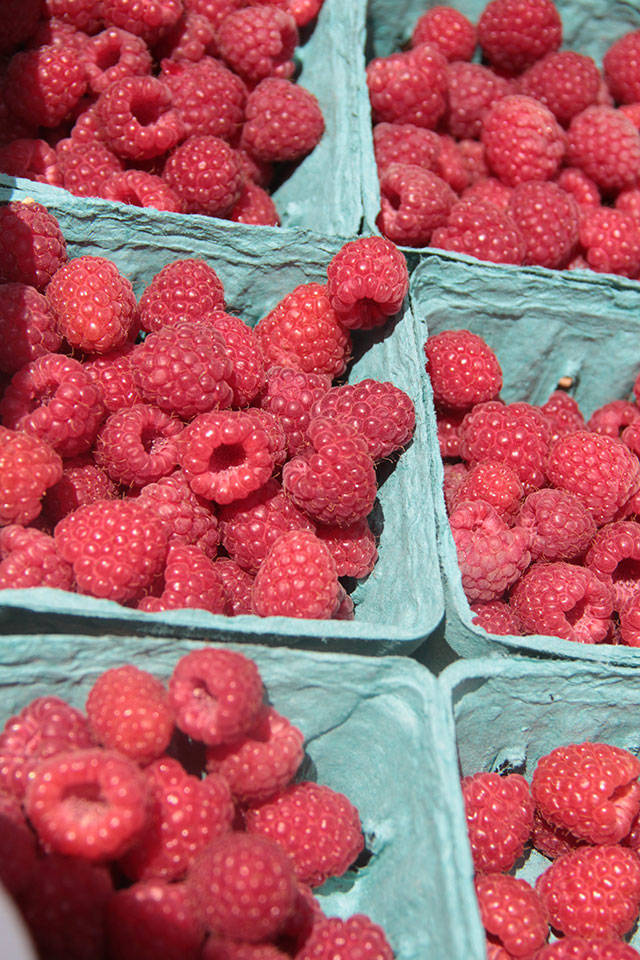 U-pick on Bainbridge | Photo gallery