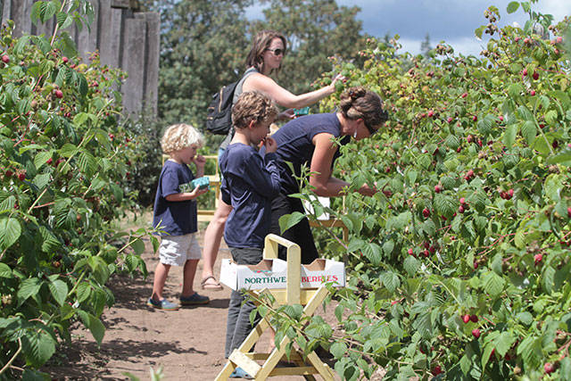 U-pick on Bainbridge | Photo gallery