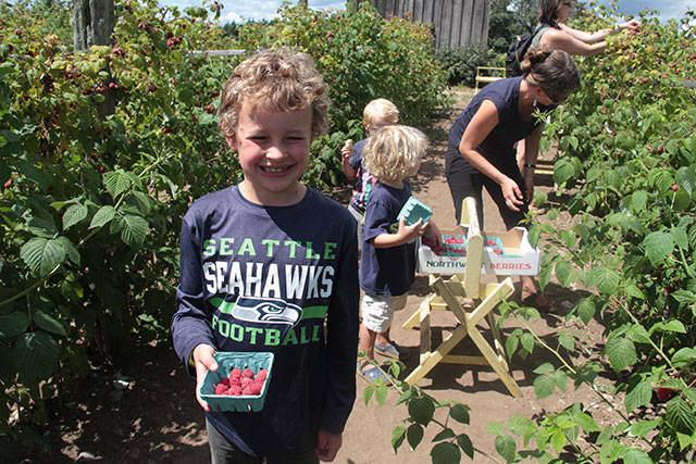 U-pick on Bainbridge | Photo gallery