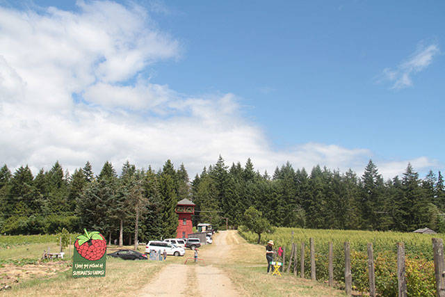 U-pick on Bainbridge | Photo gallery