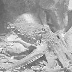 Listening for eight-armed alien broadcasts in Puget Sound | Kitsap Naturally