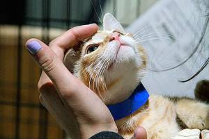 ‘Kitty hall’ adoption event comes to Bainbridge Island