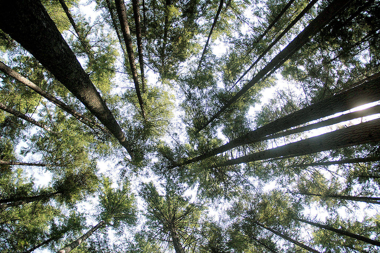 Shadows and tall trees | Photo of the day 8.17