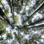 Shadows and tall trees | Photo of the day 8.17