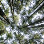 Shadows and tall trees | Photo of the day 8.17