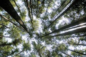 Shadows and tall trees | Photo of the day 8.17