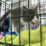 Get meow-ta here | Photo of the day 8.28