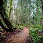 The Bainbridge Island Parks Foundation is hosting a Trails Open House event from 10 a.m. to 1 p.m. Saturday, Sept. 29 at the Prues House cabin (at Grand Forest Hilltop). (Photo courtesy of the Bainbridge Island Parks Foundation)