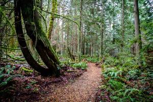 Bainbridge Island Parks Foundation hosts Trails Open House