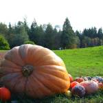 Squash Scavenger Hunt returns to Bloedel