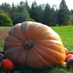 Squash Scavenger Hunt returns to Bloedel