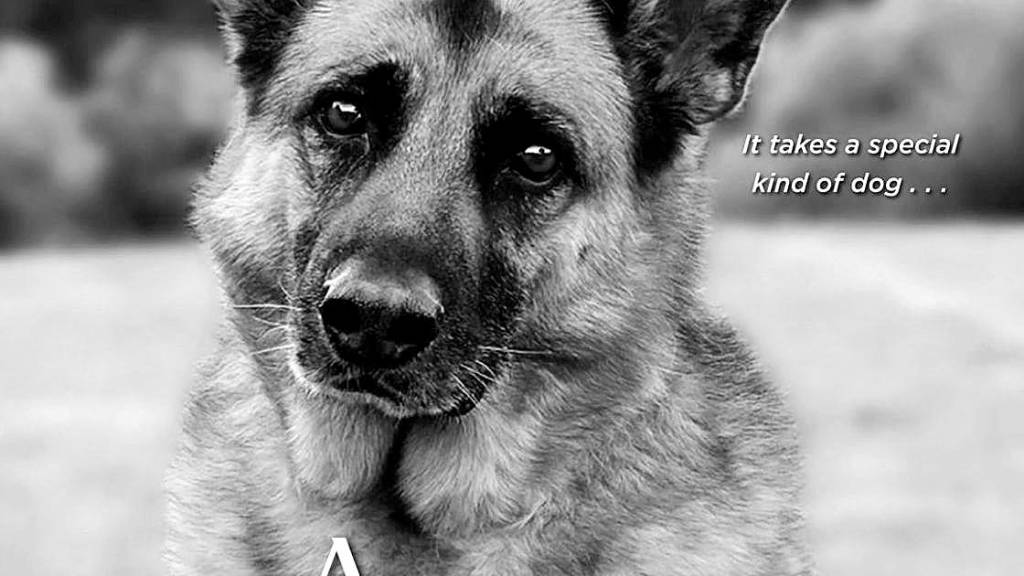 Healing justice: Island author launches latest pet-centric novel