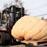 Luciano Marano | Bainbridge Island Review - The latest semi-annual giant pumpkin, tipping the scales at a whopping 1,339.5 pounds, was delivered to the downtown Winslow Johansson Clark Real Estate office Tuesday.