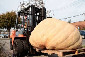 All hail the pum-king: Great gourd returns to downtown Winslow