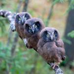 Exhibit at Bainbridge Public Library presents stunning owl images