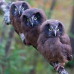 Exhibit at Bainbridge Public Library presents stunning owl images