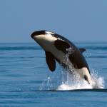 Lawmakers scramble to save Puget Sound orcas | 2019 Legislative Session