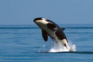 Lawmakers scramble to save Puget Sound orcas | 2019 Legislative Session