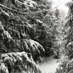 Almost 4 inches of snow fell near Seabold on Bainbridge Island during this weekends snowstorm. (Brian Kelly | Bainbridge Island Review)