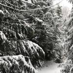 Snow closes schools, city hall on Bainbridge Island