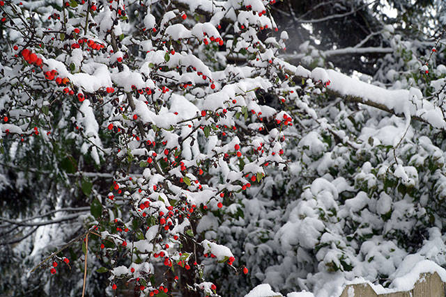 Bainbridge in white: Winter storm 2019 | Photo gallery