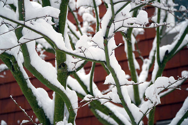 Bainbridge in white: Winter storm 2019 | Photo gallery