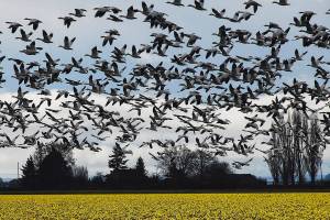 Poets & pictures: Island library hosts eighth annual Ars Poetica show