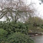 Plum trees next to Bainbridge library to be removed