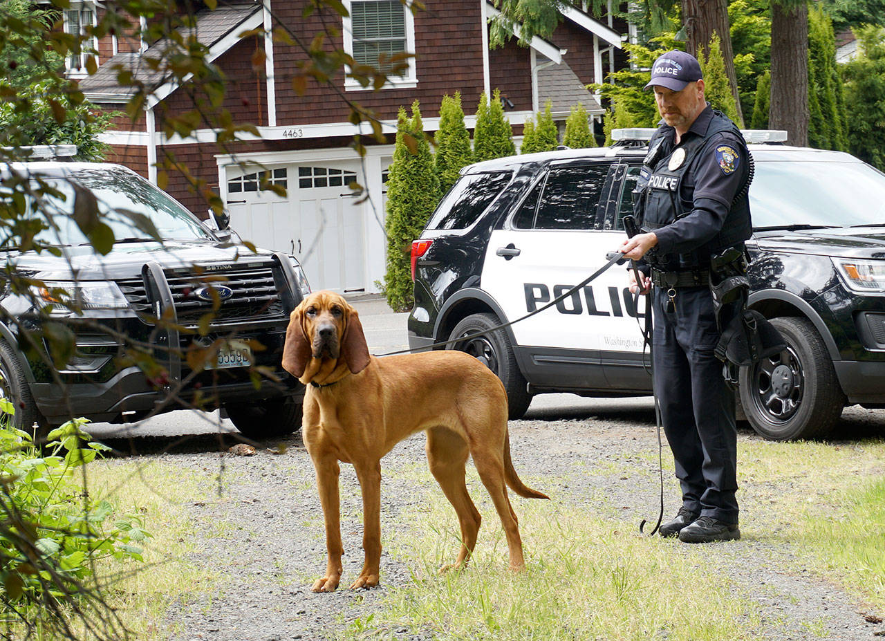 Luciano Marano | Bainbridge Island Review - Whitney, the Bainbridge Police Departments new K9 officer, stands with her human partner, Officer Kurt Enget.