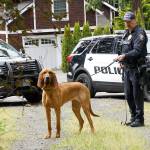 Luciano Marano | Bainbridge Island Review - Whitney, the Bainbridge Police Departments new K9 officer, stands with her human partner, Officer Kurt Enget.