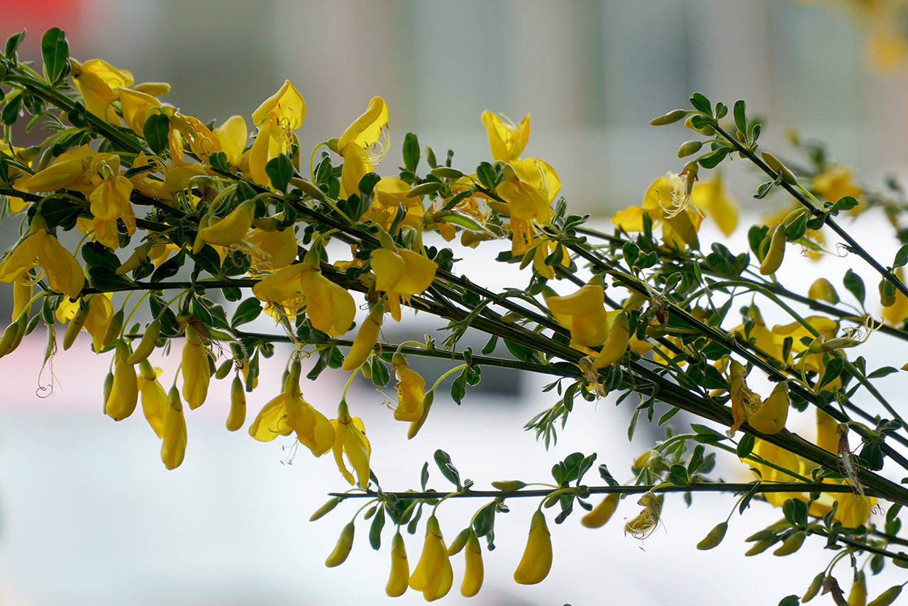 Quirky, secretive Scotch broom parade returns to Winslow | Photo gallery