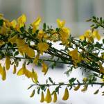 Quirky, secretive Scotch broom parade returns to Winslow | Photo gallery