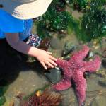 Low tide rambling | Guest Viewpoint