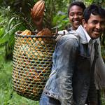 Photo courtesy of Kathy Irvin | Cacao harvesting in Ecuador.