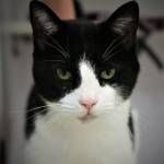 Bainbridge council rejects proposal to license cats