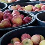 Apples at Johnson Farm. (Luciano Marano | Bainbridge Island Review)