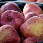 Edible Garden Tour to sample hidden island treats