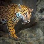 Photo courtesy of Cindy Law | A jaguar photographed inside one of the caves within the Runaway Creek Nature Reserve in Belize.