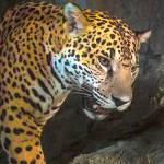 Prime property: Islander founds reserve to protect pristine slice of Belizean rainforest