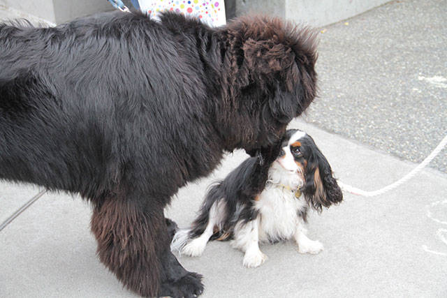 More 4 - A July Fourth extravaganza | Photo gallery