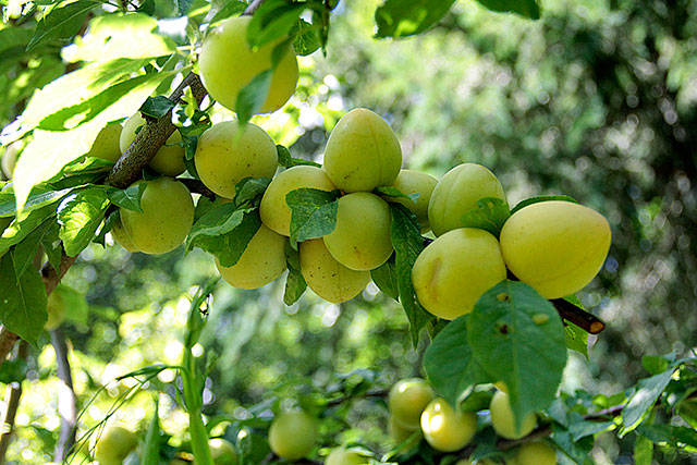 Edible Garden Tour offers an itinerary you can sink your teeth into