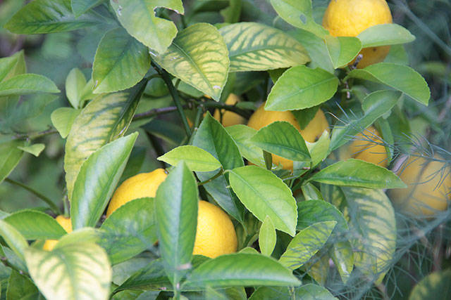 Edible Garden Tour offers an itinerary you can sink your teeth into