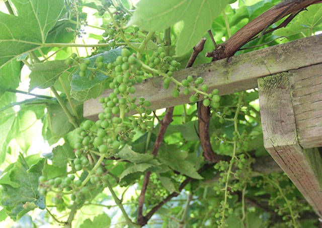 Edible Garden Tour offers an itinerary you can sink your teeth into