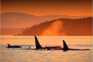 ‘Endangered Orcas’ is centerstage at book store