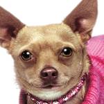 ‘Legally Blonde’ on stage at Bainbridge Performing Arts