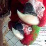 Pouty or not, parrot owners wouldn’t live without them | KITSAP COUNTY FAIR