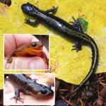 Salamanders: Tiny Creatures With A Big Impact | Kitsap, Naturally