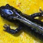 Salamanders: Tiny Creatures With A Big Impact | Kitsap, Naturally