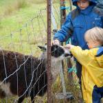 A bumper crop of good times: Annual Harvest Fair returns to Johnson Farm | Photo gallery